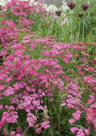 ACHILLEA millefolium Cerise Queen
